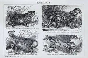 Picture plate cat species, wild cat (Felis silvestris)