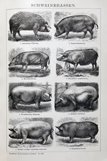 Picture plate pig breeds, Szalontai pig