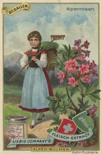 Picture series Alpine flowers, Alpine roses in St