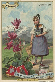 Picture series Alpine flowers, cyclamen