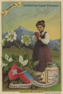 Picture series Alpine flowers, eight-leaved dryad