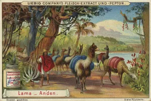 Picture series Animals of the Lands