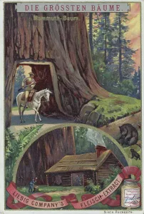 Picture series the biggest, here the biggest trees