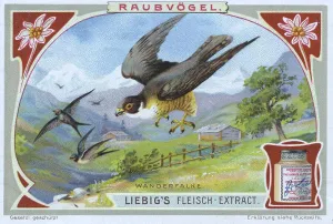 Picture series Birds of Prey, the Peregrine Falcon