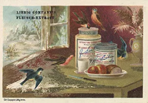 Picture series Birds in Situations