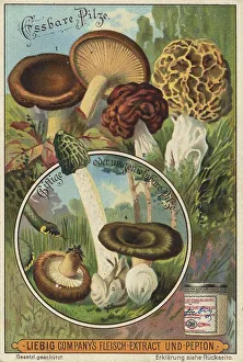 Picture series comparison Edible mushrooms Krempling