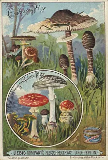 Picture series Comparison of edible mushrooms and poisonous mushrooms