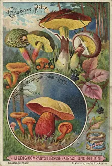 Picture series Comparison of edible mushrooms and poisonous mushrooms