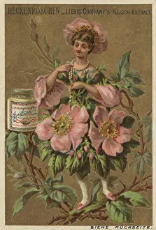 Picture series Flower Girl 2, Hedge Rose