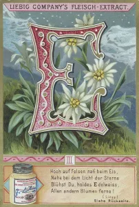 Picture series Letters and Plants