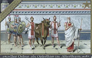 Picture series on the ox, the ox as a sacrificial animal in antiquity