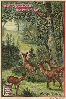 Picture series picture puzzle, where is the hunter