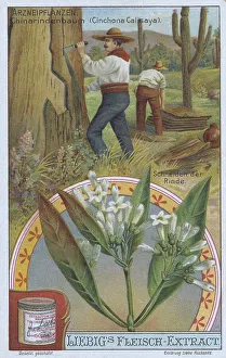 Picture series the preparation of medicinal plants