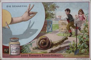 Picture series shadow plays, the snail