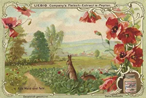 Picture series From woods and fields