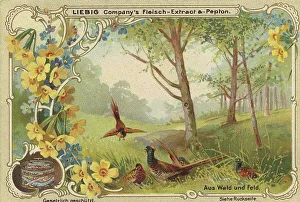 Picture series From woods and fields