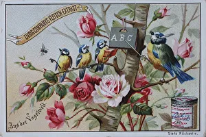 Picture series From the World of Birds