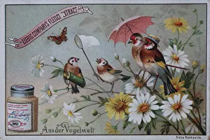 Picture series From the World of Birds