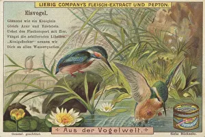Picture series From the world of birds