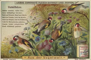 Picture series From the world of birds