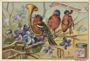 Picture series From the world of birds
