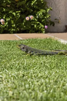 The picture shows a pearl lizard Timon lepidus on the Iberian Peninsula in the town of Rota