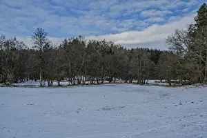 The picture shows a snow-covered area in the forest