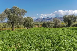 Picturesque landscape of the Messara plain with olive groves and agriculture