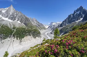 Picturesque mountain landscape with blooming alpine roses