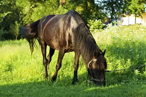Picturesque summer landscape. Horse on pasture