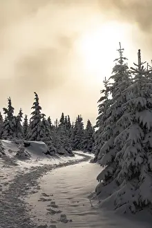 Framed Print : A picturesque trail snakes through a wintery snow-covered coniferous forest under a hazy sky in the magical