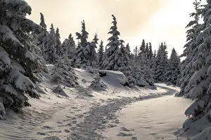 A picturesque trail snakes through a wintery snow-covered coniferous forest under a hazy sky in the magical