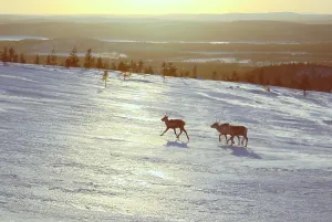 Picturesque view of three reindeers walking uphill in the setting sun