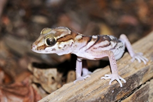 Pictus Gecko, Madagascar Ground Gecko