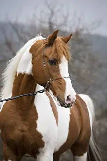 Piebald pinto stallion, portrait