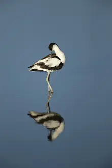 Pied avocet (Recurvirostra avosetta)