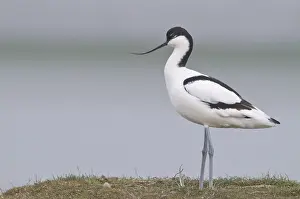 Pied Avocet (Recurvirostra avosetta)