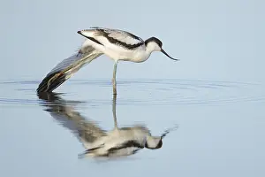 Pied Avocet (Recurvirostra avosetta)