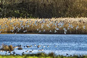 Pied Avocet, Recurvirostra avosetta