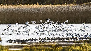 Pied Avocet, Recurvirostra avosetta