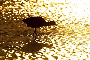 Pied avocet (Recurvirostra avosetta) silhouette of an adult wader bird in water of a shallow lagoon in summer at sunset