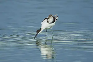 Pied avocet (Recurvirostra avosetta) standing in the water