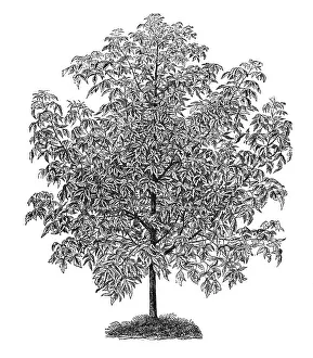 Pied Box Elder, historical illustration