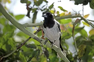 Pied Butcherbird (Cracticus nigrogularis)