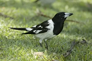 Pied Butcherbird (Cracticus nigrogularis)