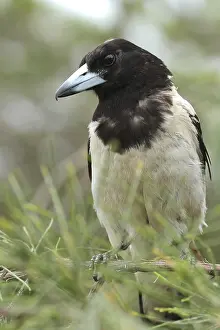 Pied Butcherbird (Cracticus nigrogularis)