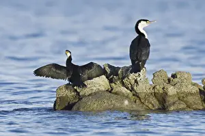 Pied Cormorant (Phalacrocorax varius)