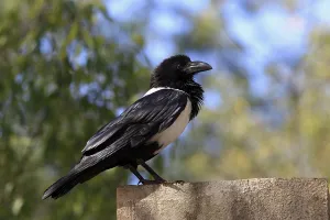 Pied Crow (Corvus albus), Berenty Reserve
