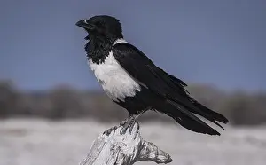 Pied crow (Corvus albus) on a branch