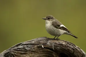 Pied Flycatcher (Ficedula hypoleuca)